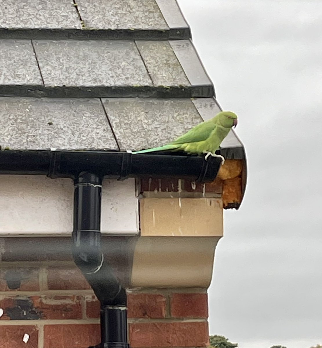 hypnopsych's tweet photo. Noisy addition to my Zoom sessions this morning perched opposite my office window. Beautiful birds but so squawky! 🦜 https://t.co/nkdSVbj5yZ
