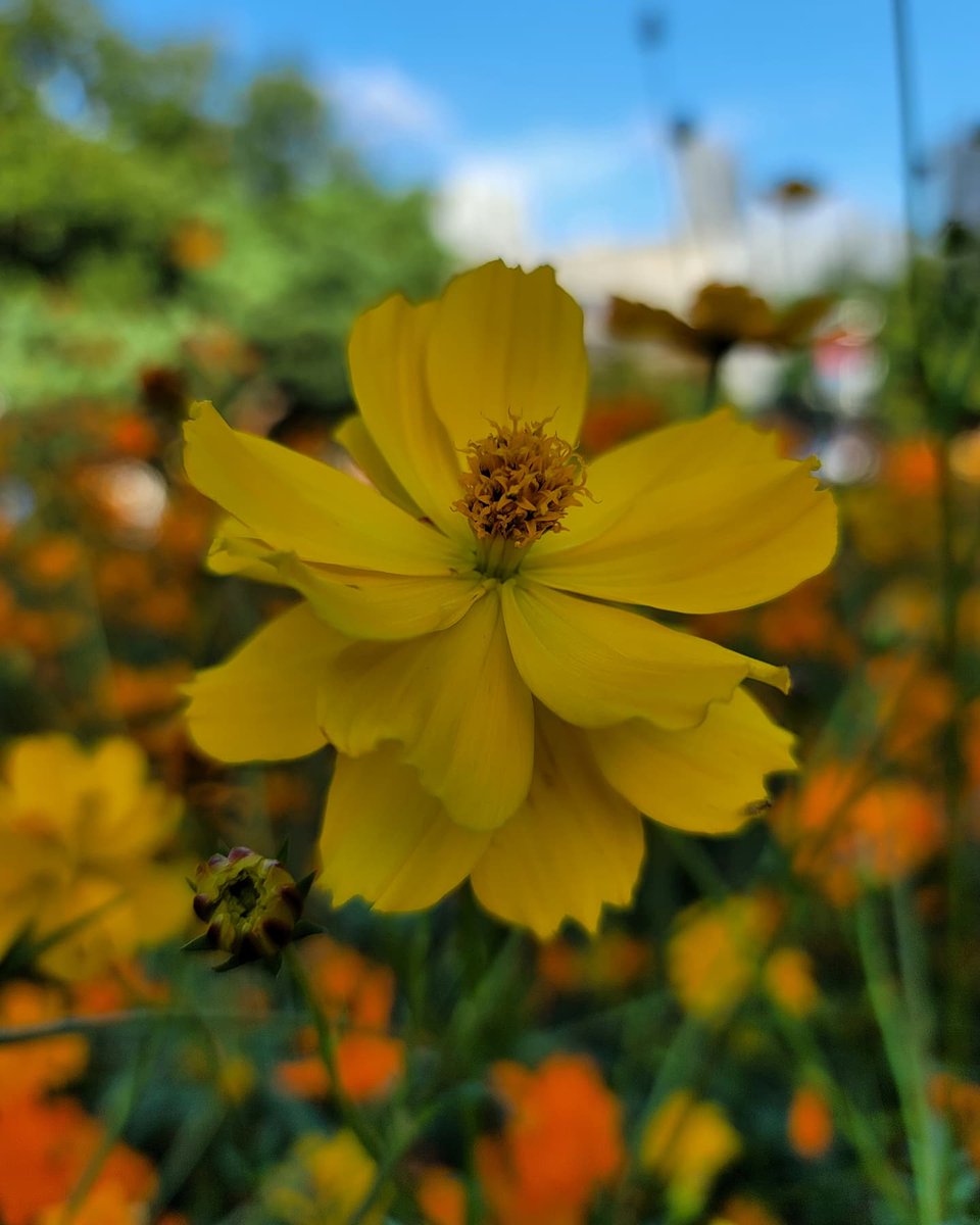 Cosmos Flowers. Seoul Olympic Park 
#cosmosflowers #flowers #seoul #olympicpark #цветы #сентябрь #космея #сеул