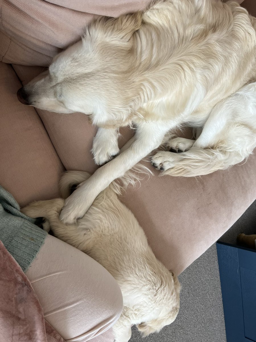 AnneBullen29's tweet photo. Daisy &amp; Mia 💖 https://t.co/JEQoyWmS1G