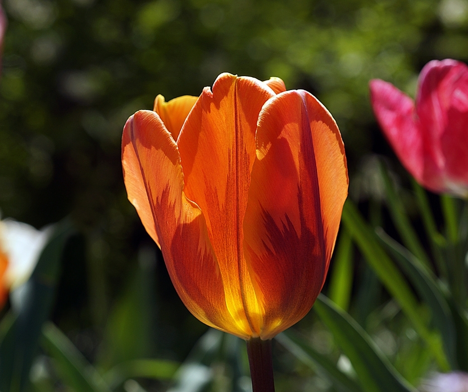 How to Extend your Show of Spring Colour using Daffodils and Tulips

Some great suggestions to add to your daffodil and tulips planting lists! 

#WeAreAPL #PapillonGardens rfr.bz/t3ci5js