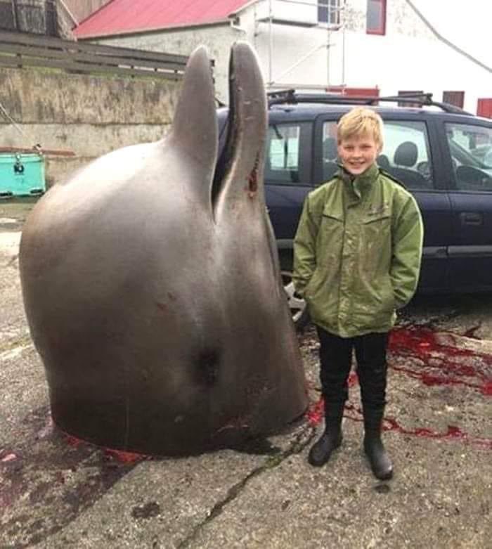 domdyer70's tweet photo. Petition: Suspend trade agreement with Faroe Islands until all whale &amp; dolphin hunts end https://t.co/BNxTqaUdGn https://t.co/GlHaoeqqkw