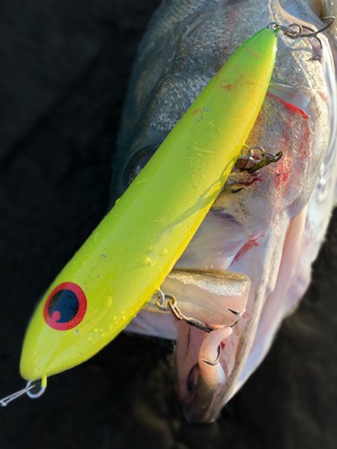 ryoutanao's tweet photo. @Fes_Sancha オリカラ マットチャートのTSP3-175RをGET！自分的に一番釣れてるトップ！しかもサイズが出る！70以下は2本だけ、あと全部70Up！うちランカー2本！釣果的にアマペン3割TSP3が7割！さらに誤爆も少なめバラシも少なめって最強だな！ https://t.co/azhNfKzg4f
