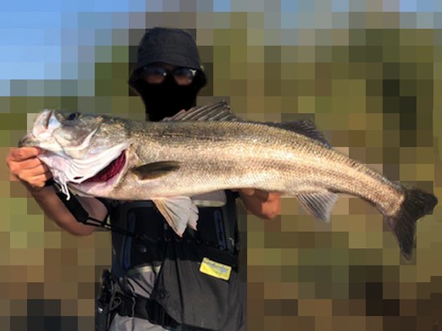 ryoutanao's tweet photo. @Fes_Sancha オリカラ マットチャートのTSP3-175RをGET！自分的に一番釣れてるトップ！しかもサイズが出る！70以下は2本だけ、あと全部70Up！うちランカー2本！釣果的にアマペン3割TSP3が7割！さらに誤爆も少なめバラシも少なめって最強だな！ https://t.co/azhNfKzg4f