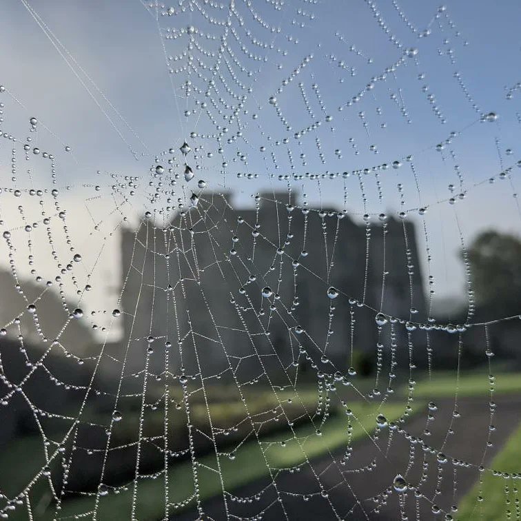 It certainly felt like #Halloween this morning at #Portumna #Castle with the #fog and #spider webs.
Over the next few days, we will be announcing our Halloween events. Stay tuned. 

<a href="/opwireland/">Office of Public Works</a> 
@heritageireland