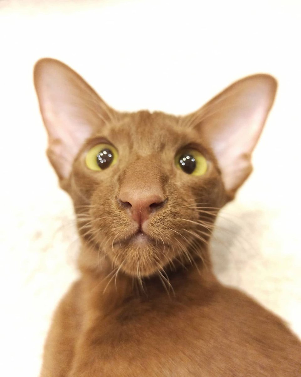 Oriental Shorthair 1080P, 2K, 4K, 5K HD Wallpapers Free, 55 OFF