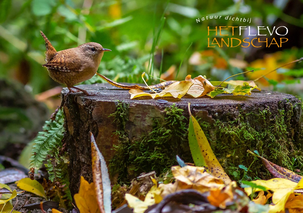 flevolandschap's tweet photo. Het Flevo-landschap daagt u uit om een prachtige herfstfoto te maken in de natuur en mee te doen aan onze herfstfoto-wedstrijd. Wie weet wint u het boek 'Land Art Live'! https://t.co/7YWRnrECTG https://t.co/92rQBEXPAq