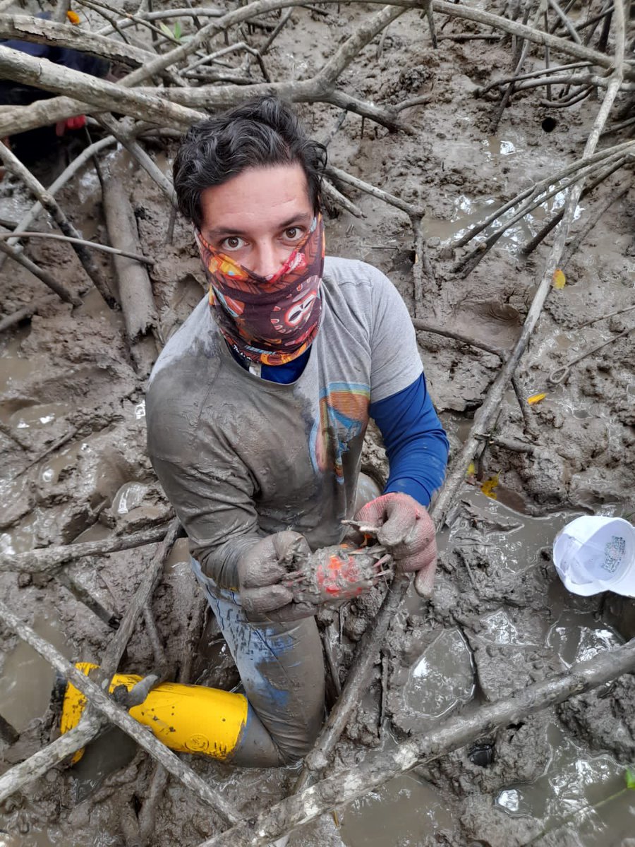 andresarens's tweet photo. Como #GobiernoDelEncuentro junto con @axlvt86 Subse de Acuacultura del @Produccion_Ecu visitamos @CoopNuevo recorrimos manglares, vimos delfines, recolectamos cangrejos. Ecoturismo y pesca sostenible a solo 1 hora de #Guayaquil https://t.co/zmn4RKHzKW