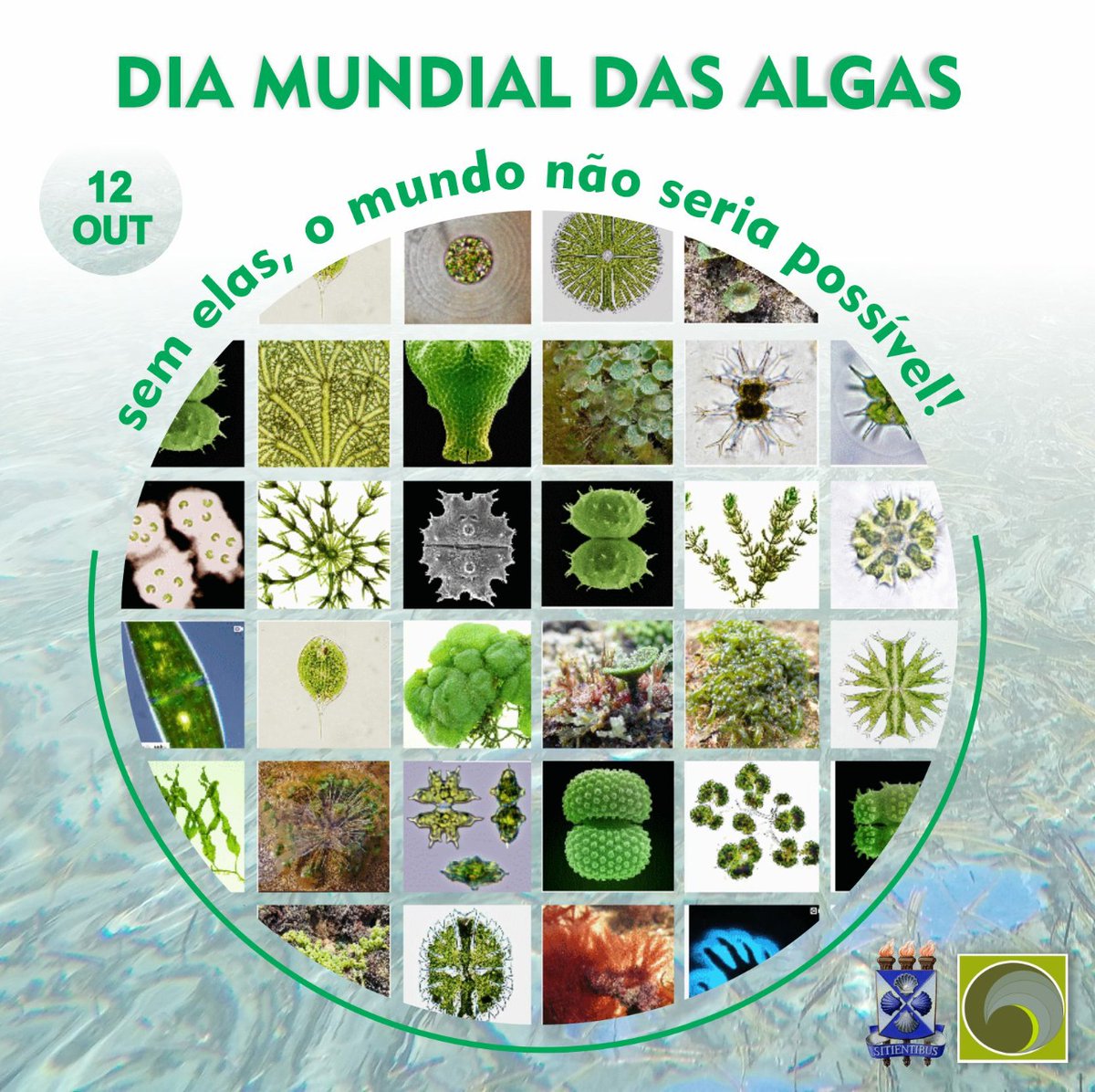 laficouefs's tweet photo. 12 de outubro - Dia Mundial das Algas #worldalgaeday https://t.co/TytyQK4KlD