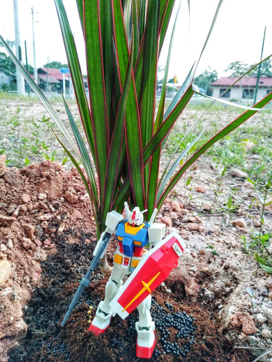 boszeminent's tweet photo. Old man hobby; gunpla and gardening

Hobby orang tua; gunpla dan berkebun

#gundam #gunpla #garden #gardening #rx782gundam #entrygrade https://t.co/Ywr23Tl4YH