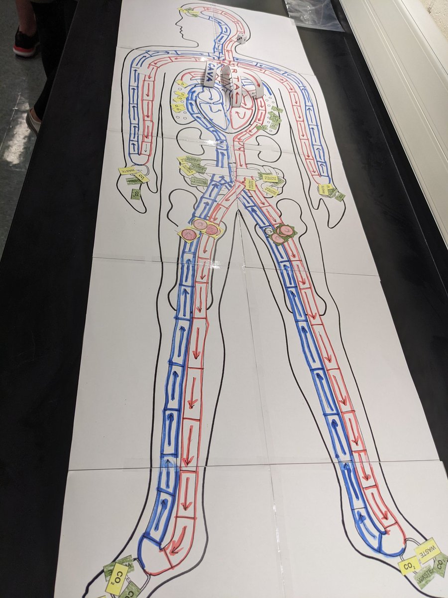 SperaUMSSciecne's tweet image. Students played the circulation game to demonstrate how the RBC help provide nutrients and gases to the body and removes waste. #CBSDScience #circulation #Southside  @CBUnamiMS