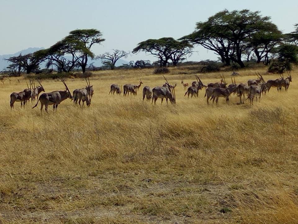 SteltmanI's tweet photo. Image from #SamburuNationalPark - Beisa Oryx #kenya #africa #safari #travel #wildlife #nairobi #nature #masaimara #wildlifephotography #travelphotography #animals #travelgram #picoftheday #natgeo #elephant #magicalkenya #adventure #wild #mombasa #maasaimara #tembeakenya https://t.co/FJms0txynk