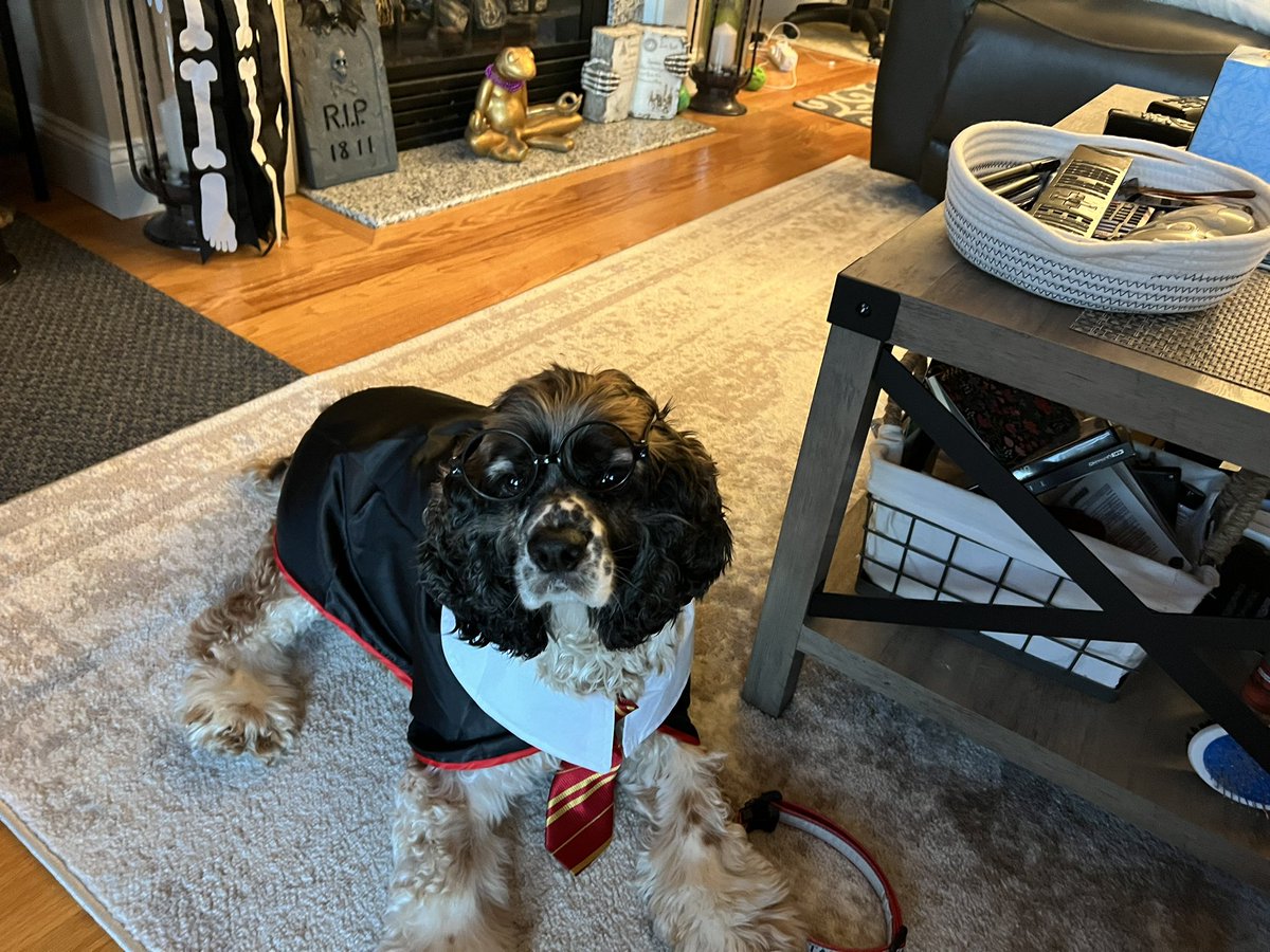karenbasu's tweet photo. Tango is ready for Halloween 🎃 https://t.co/GW7pTrXh3K