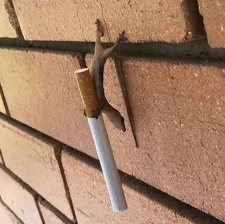 ARTIFAXING (@pedestrian) on Twitter photo 