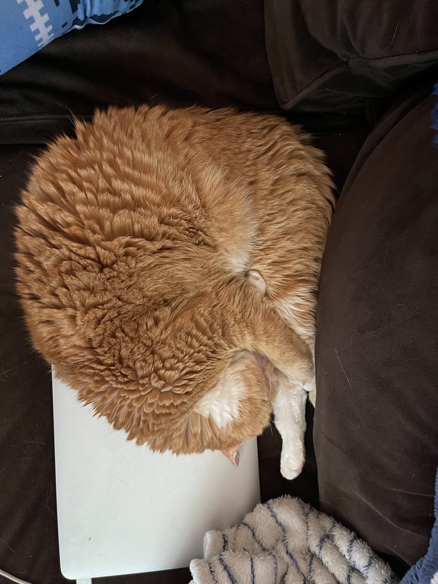 RenlyBYO's tweet photo. Tuckered out from a morning of work. https://t.co/FR8wsUiu0t