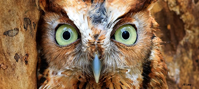 Thank you to <a href="/SenThomTillis/">Senator Thom Tillis</a> and <a href="/SenatorBurr/">Richard Burr</a>  for co-sponsoring the Recovering America’s Wildlife Act. The bipartisan bill will devote $1.4 billion annually to help prevent extinctions and help at-risk wildlife species.

Learn more: bit.ly/3FDJSNG