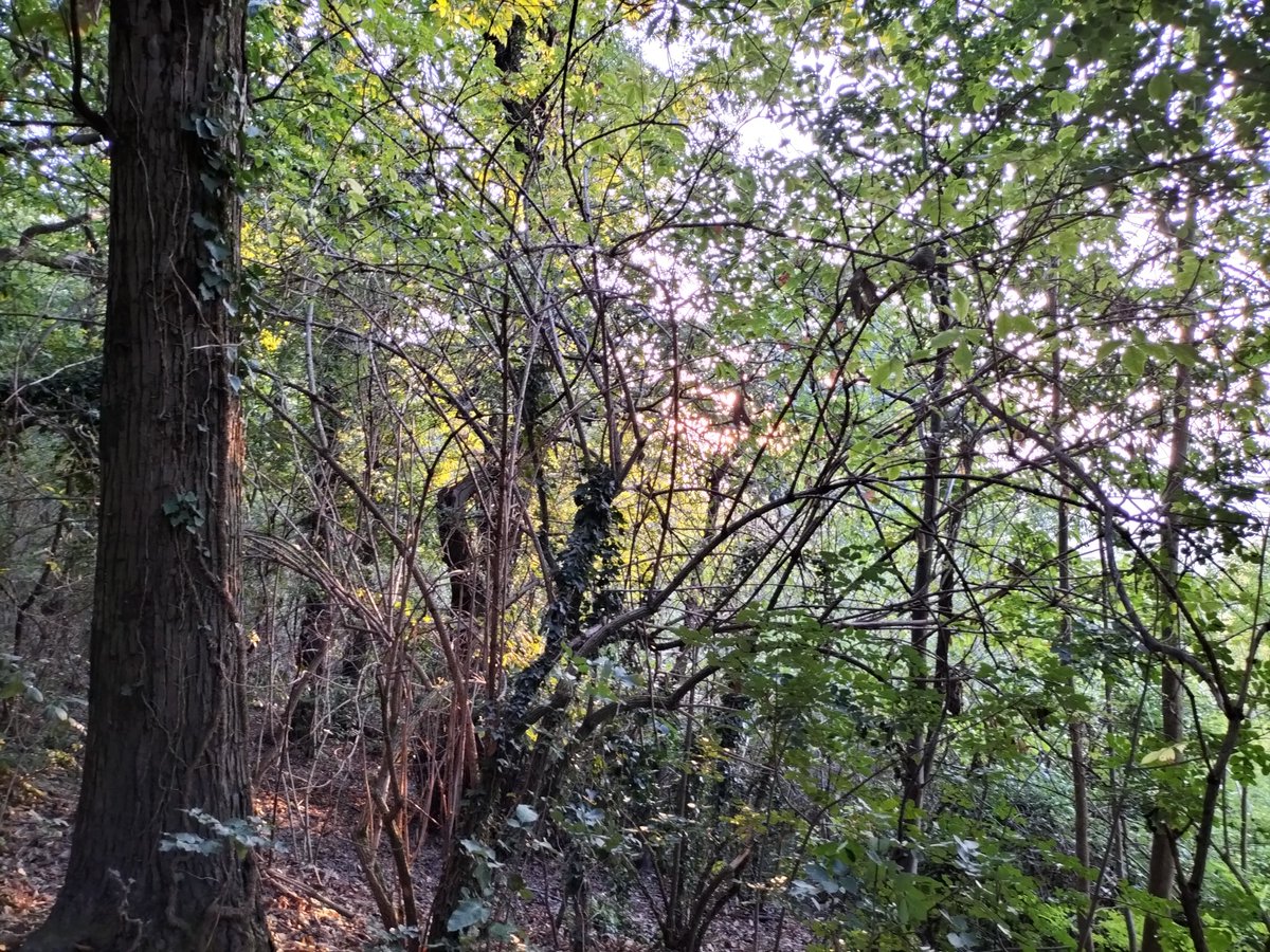 [CASCATA SCHIAVONIA | TEOLO COLLI EUGANEI] 
Una bella passeggiata nel bosco 🌲 porta a scoprire un luogo appartato e suggestivo dei Colli Euganei. Incantevole in questa stagione autunnale 🍂
Meta del #veneto da non perdere #ideeweekend #collieuganei
