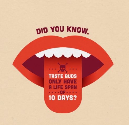 ErikJohnsonDMD's tweet image. Taste Buds only have a life span of 10 Days! #FunFact #ToothTrivia