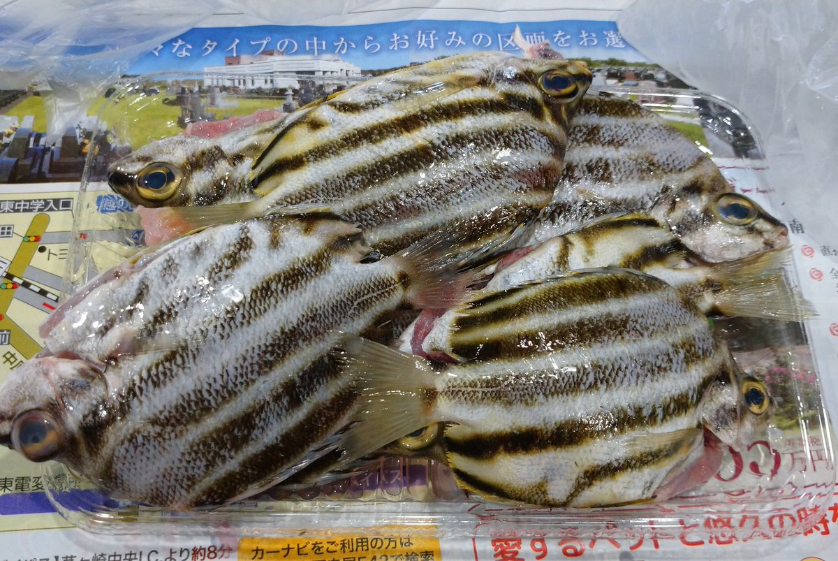 cherry_masaya's tweet photo. #fishshopping #mycooking #stripey
#japan
#夜の買い物 小田原産 #カゴカキダイ
#ゆっくりしたい #とても美味しい
カゴカキダイ。
相模湾ではあがります。
結構、食べられています。
魚の中でもとても美味しい魚に入りますが、市場価値は😂 https://t.co/lcZ0Qe1ciu
