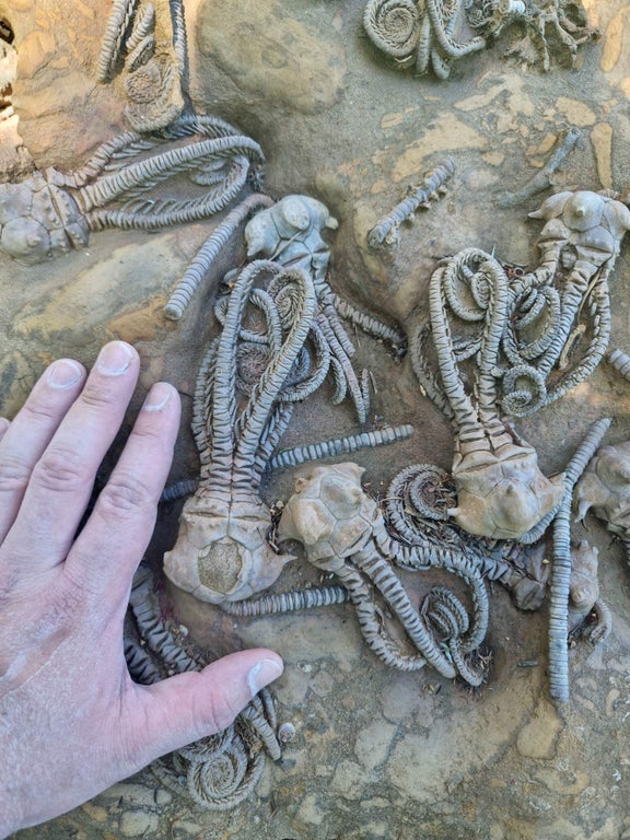 JohnRMoffitt's tweet photo. @AnnevanLeur I did bring a couple of Crinoids from the Silurian extinction layer.

These beautiful Permian Crinoids take a lot of expensive to extract (Australia) and prepare. I could buy this for several thousand dollars, but it's Crinoids ... and I'm a trilobite guy. It's allowed, but ... https://t.co/2MoRk3uqRp