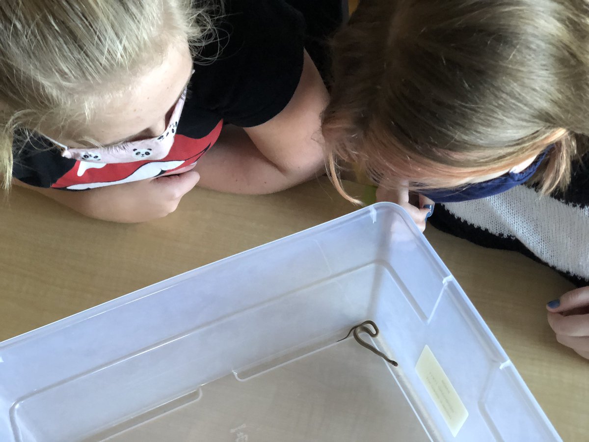 MrKSDyck's tweet photo. Grade 6/7s @PortWellerPS analyzing live #Snake behaviour, making #Observations, researching suitable classroom habitats, and identifying the species. #Biology #Science #BrownSnake #NorthernBrownSnake #DeKaysSnake #Biodiversity #InteractionsInTheEnvironment https://t.co/RqbbkooqN5