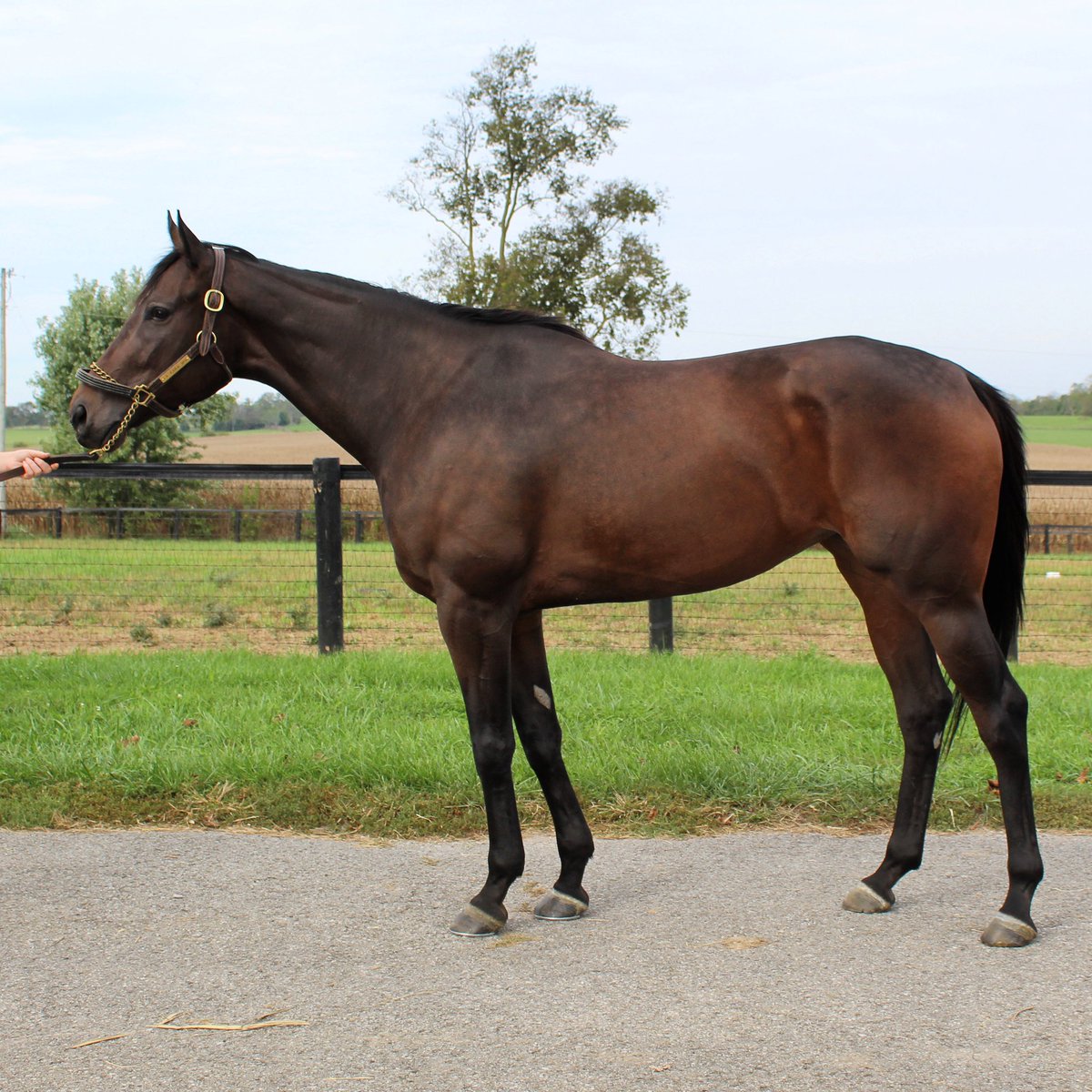 La Kara Mia is off to be a broodmare. 
#lakaramia #laverdad #ladysheilastable #editionfarm #medagliadoro