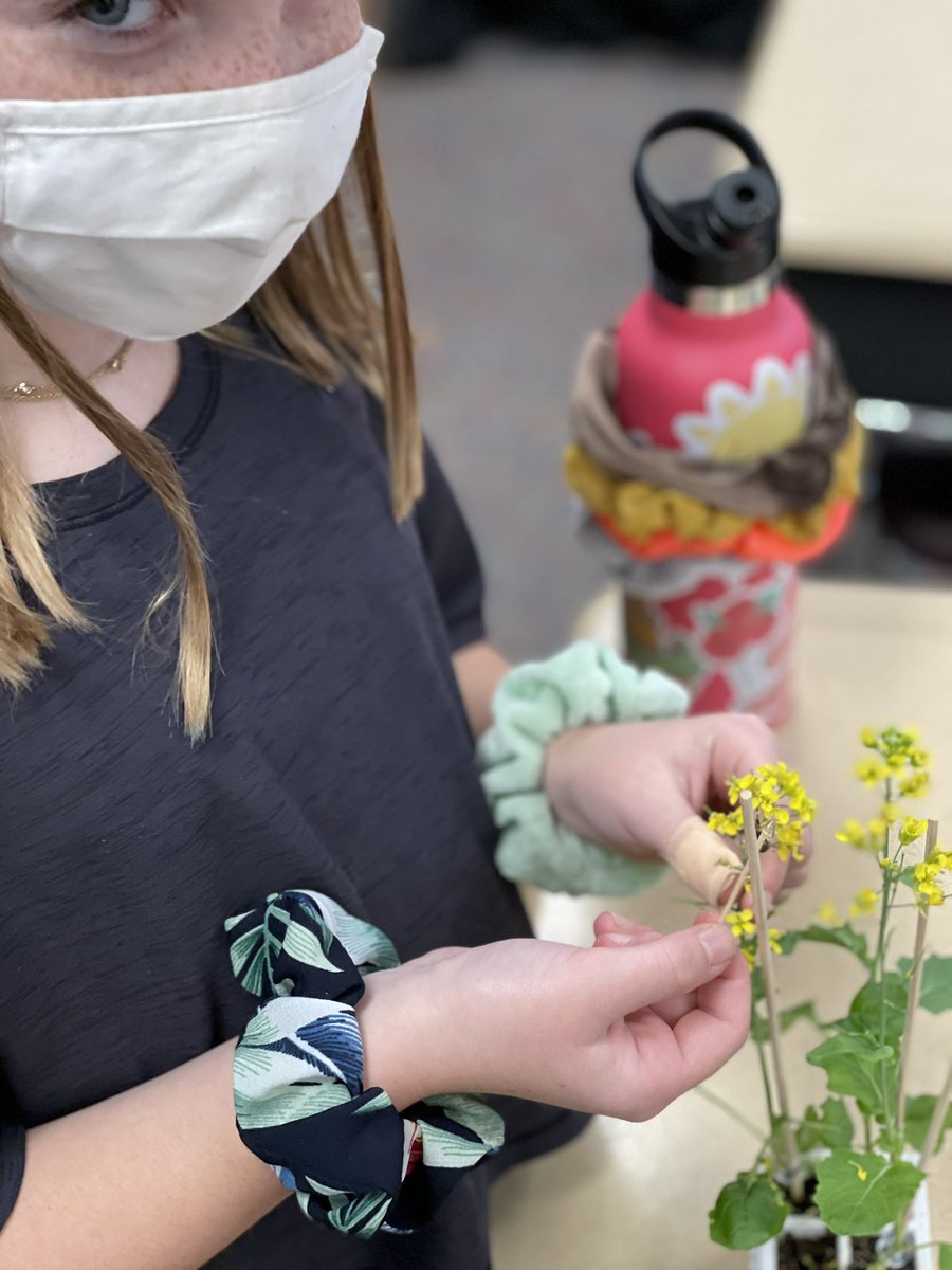 JessMattei's tweet photo. Pollinating today!!! #ohsothatswhatbeesdo #stickystigma https://t.co/7pXe3cDoKT