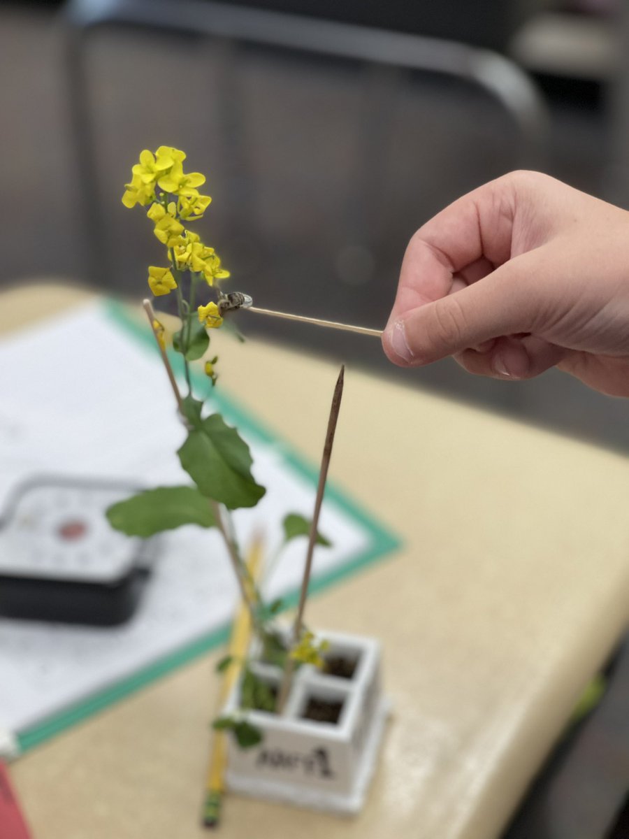 Pollinating today!!! #ohsothatswhatbeesdo #stickystigma