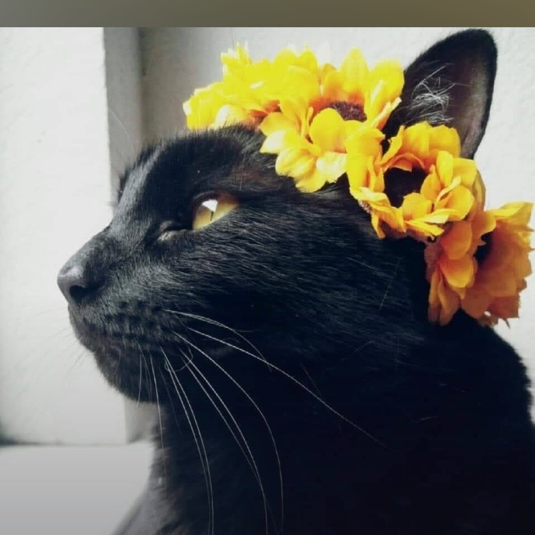 Кошка с венком на голове