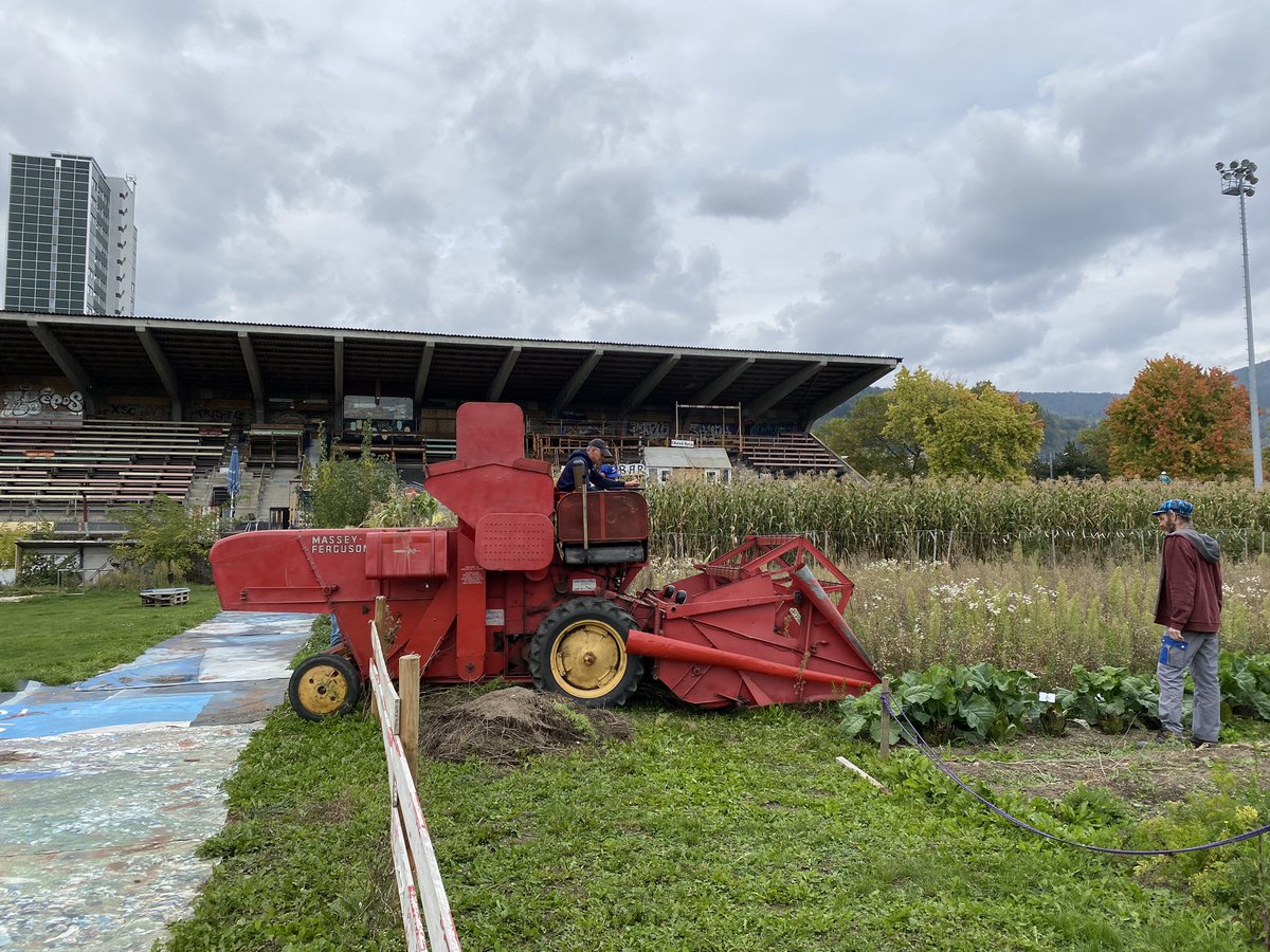 🌾Ça, c’est Bienne! Sur l’ancien stade de foot de la Gurzelen, on récolte des pois chiches 🍀 #épicerieBatavia #Gurzelen #Bienne
