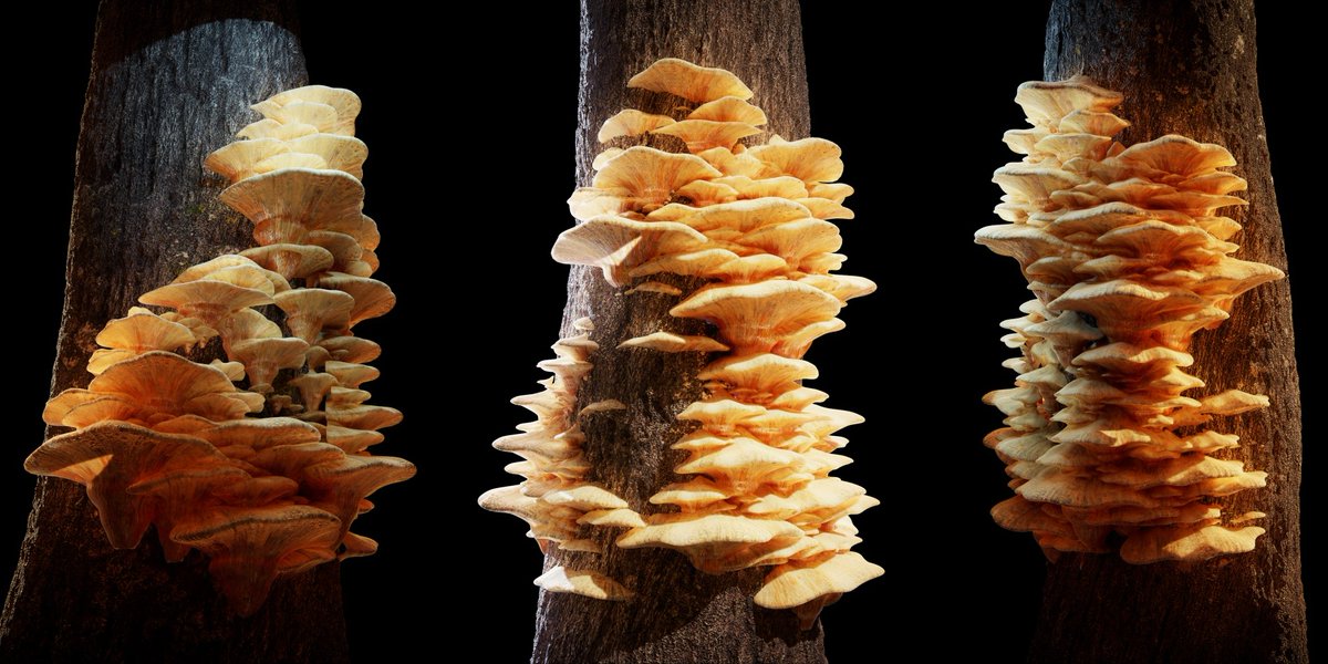 Julien Manon tweet media