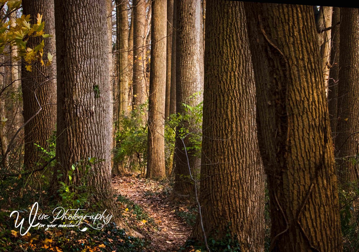 JennyWisePhotos's tweet photo. October 12
https://t.co/BJSWem2kjK
#lancaster #pennsylvania #neffsville #portraitures #trees #outdoor #outdoors #woods #forest #forests #woodtrees #foresttrees #forestlife #woodedlife #woodslife #forestpath #woodedpath #tree #forestoftwitter #treesoftwitter https://t.co/YO2Jtu6piB