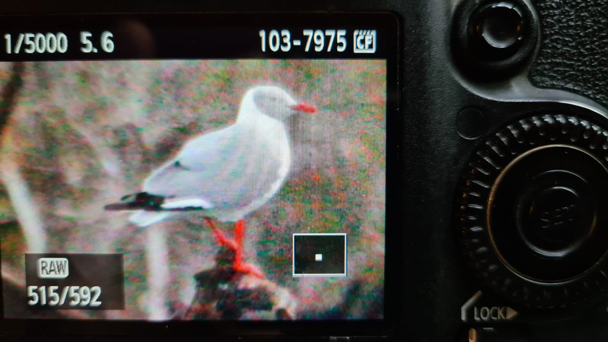 GJFSwan's tweet image. Spent 19 excellent hours birding for the #octoberbigday on Saturday, recording 101 species in Los Ríos, Chile. Had a bit of a shock the next morning when we found an adult grey-hooded gull in a mountain lake - the southernmost observation of this species in Chile by about 2300km!