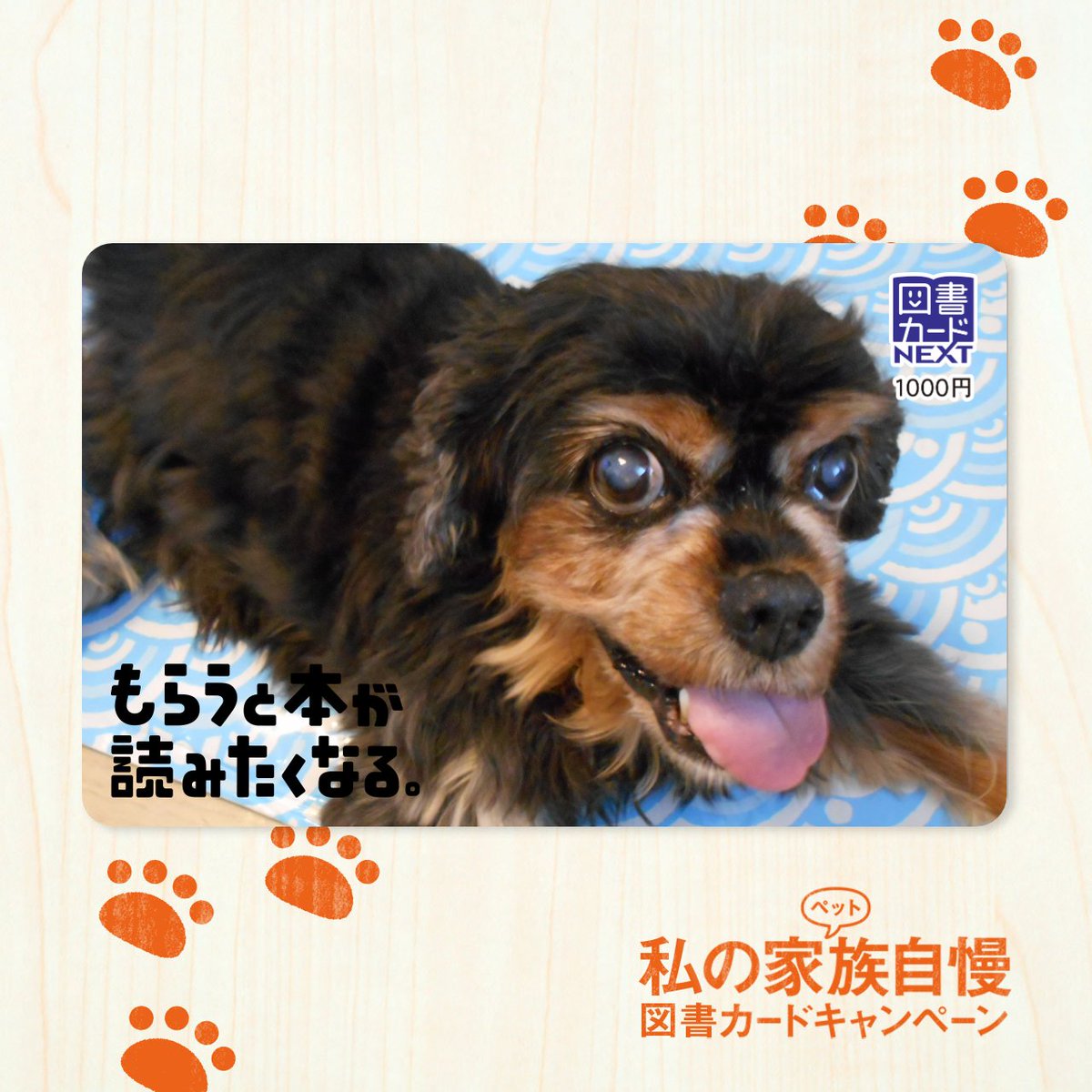 むつ 08 2 15生まれの13歳 キャバリアのナナコちゃん 犬なのにニャーちゃんと呼ばれている 腰が衰えて散歩は後足用ハーネスを使用 食欲旺盛で納豆大好き なぜか病院も大好き 私の家族自慢cp 図書カードnext T Co Ixrsawcklm T