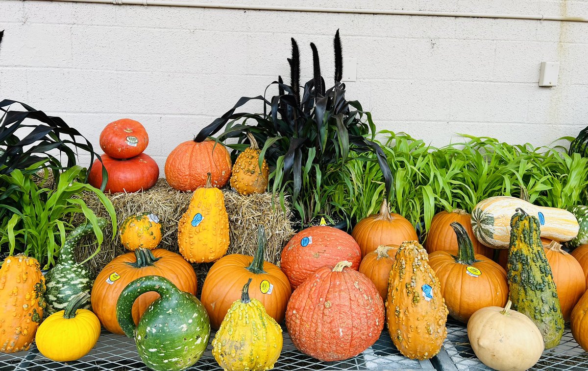 shanecombscobb's tweet photo. Beautiful Fall display at Matthews #HD3602! Team work makes the dream work! @pps_s_atlantic @JarrettBennett3 @FernandoStgo08 @HDFlintkid @PPSinHD https://t.co/qvKy09LtDh