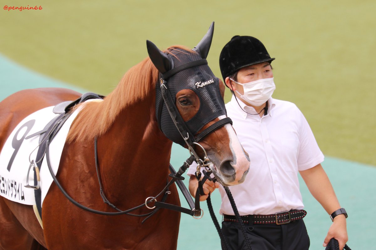 ぺんぎんさん On Twitter 20211010東京4r 2歳新馬 9ビヨンドザタイム ダイワメジャーの息子さん お母さんは ウメノファイバーさんです 金成貴史 厩舎 馬主 株式会社レッドマジック 生産者 ハクレイファーム ビヨンドザタイム 競馬