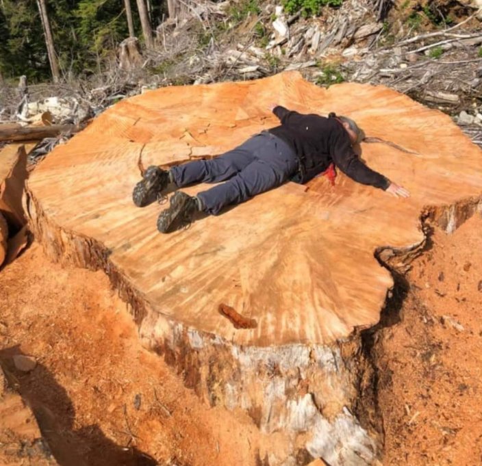 This is the size of tree they're cutting down in Canada, this is why people are getting upset.
Imagine how long does it take such a tree to grow.
#TiredEarth 

Cc @Elizabeth_Ruler 

#TogetherForNature