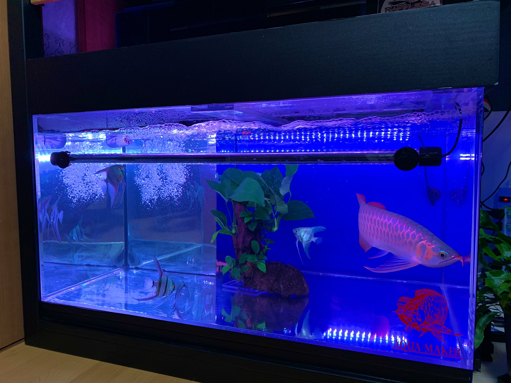 アクア界のノッポさん Noppo3 我が家の単独アロワナ水槽 全て Batsumaru Aqua 式レイアウトにしました アヌビアスバルテリー アロワナ水槽 T Co 6tvawbxgtb Twitter アクア界のノッポさん Noppo3 我が家の単独アロワナ水槽 全て Batsumaru Aqua 式レイアウトにしました アヌビアスバルテリー アロワナ水槽 T Co 6tvawbxgtb Twitter