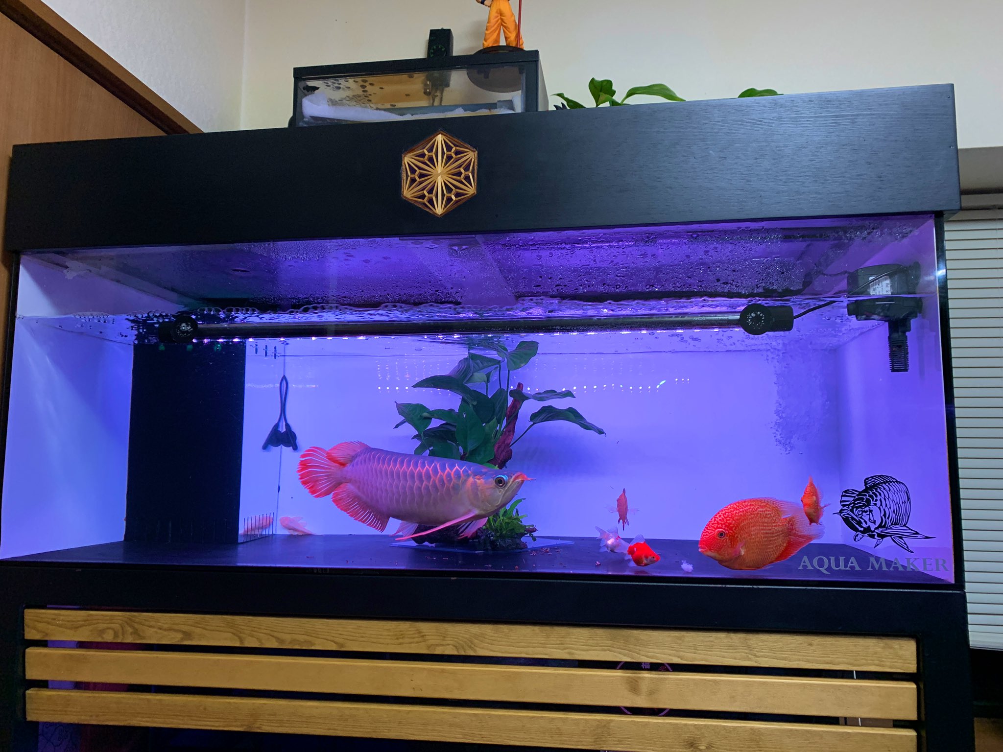 アクア界のノッポさん Noppo3 我が家の単独アロワナ水槽 全て Batsumaru Aqua 式レイアウトにしました アヌビアスバルテリー アロワナ水槽 T Co 6tvawbxgtb Twitter