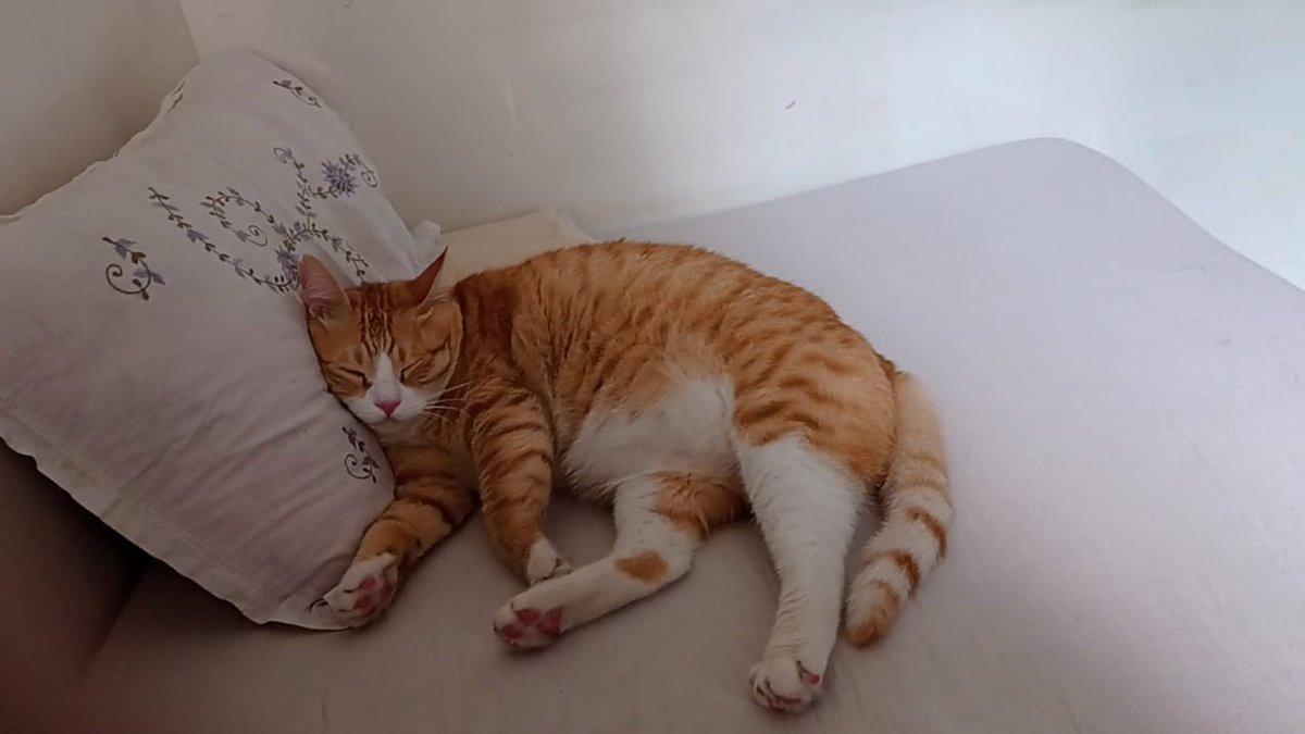 MrPixieTheCat's tweet photo. After A Hard Day's Work ! His Highness Is Catching Up On Some Sleep 😽🐾👑😸 https://t.co/VD0whFXGg2