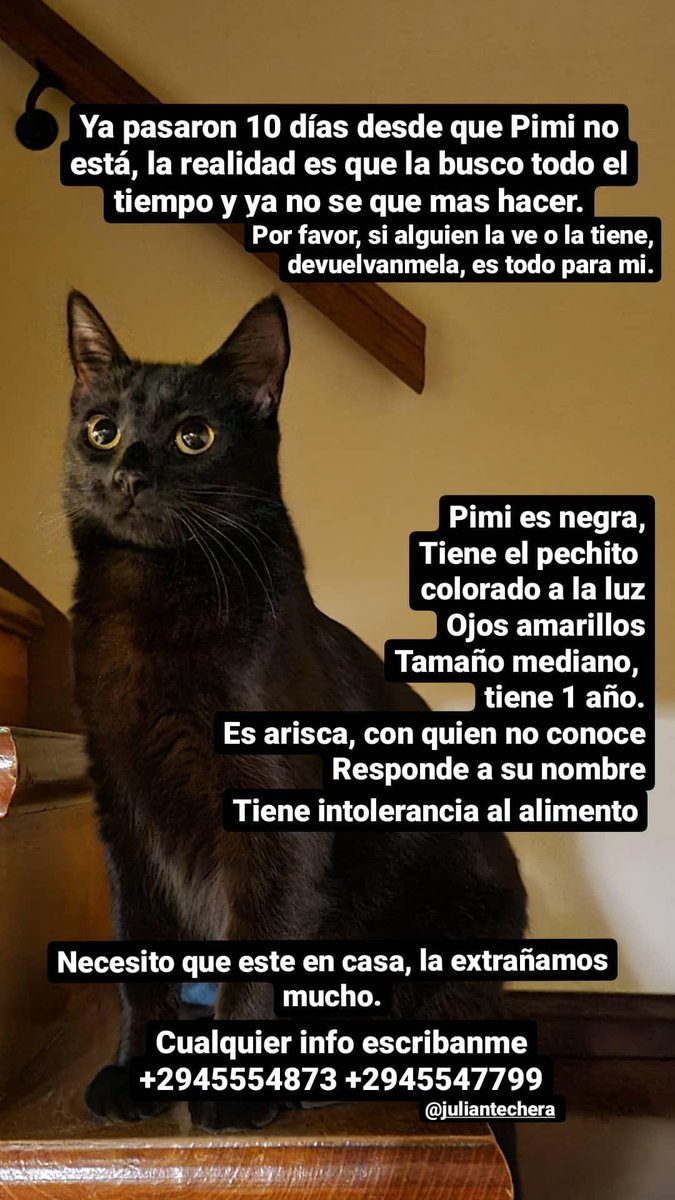 Por favor compartir!
La extraño todo el tiempo.
Si la vieron o saben de alguien que la tenga, avisenme.
Pimi fue rescatada por una amiga y fue tratada de un monton de cositas desde bebita, tiene intolerancia al alimento y es muy importante que no se le dé cualquier cosa.