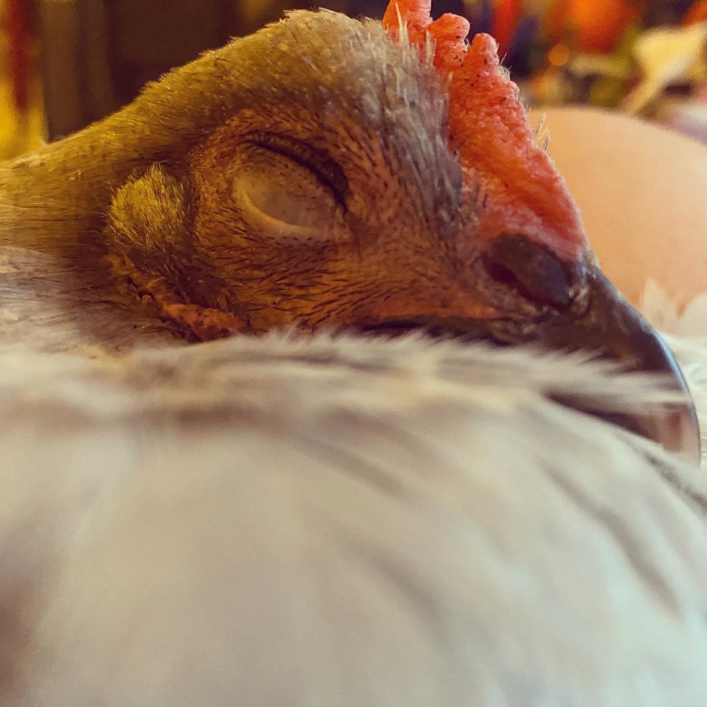 Episode #46 is LIVE!  We chat with Fiona <a href="/TheFloofLady/">The Floof Lady</a> all about fall tasks! This is Iris, she loves napping on my lap!  We just can’t take that cute face!  Grab a coffee and a listen.  But.. don’t forget to hug your chicken! coffeewiththechickenladies.com
