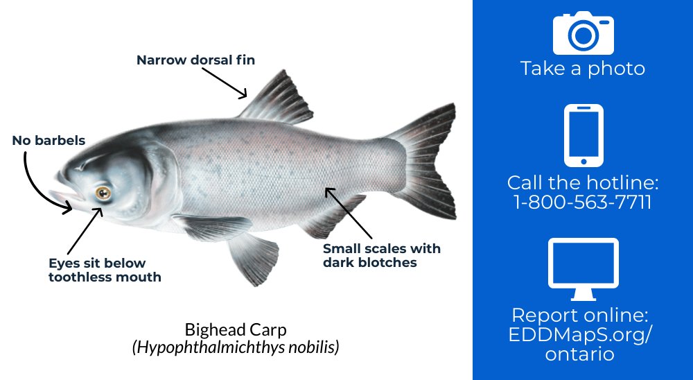 Invading Species on X: Bighead Carp (Hypophthalmichthys nobilis) are one  of the four Asian carps species currently threatening the health of the  Great Lakes.  / X
