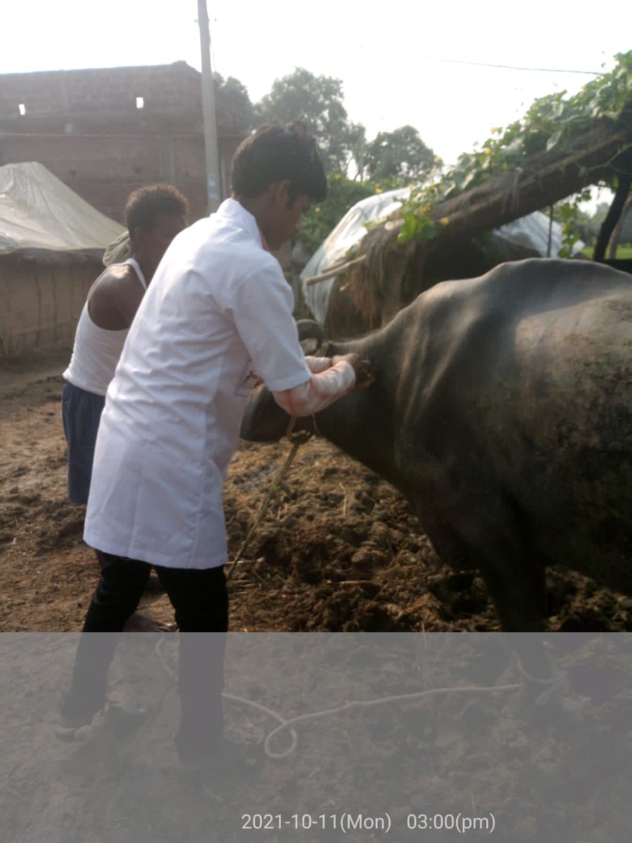 scopebihar's tweet photo. This #2ndLine of #ParaVets, trained by @DDUGKYMoRD is commited to save dairy cattle from HS/BQ disease in Bihar. They are supporting the government in this vaccination programme @NIRDPR_DDUGKY @brlps_jeevika @ASCI_AgriSkills @Dept_of_AHD @NDDB_Coop #DDUGKY #YoungIndia https://t.co/p1Ht45o5eA