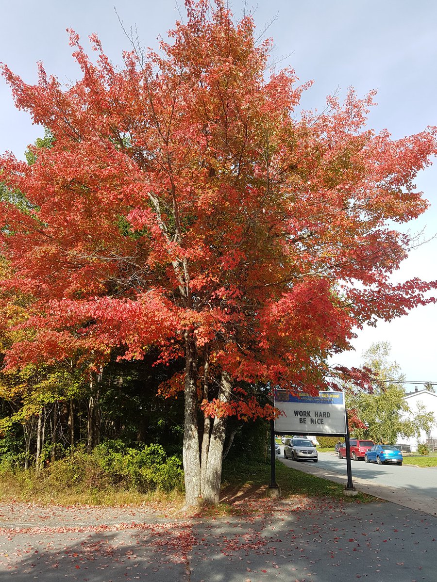 Mr_S_Slaunwhite's tweet image. Beautiful fall day at AJ Smeltzer. Great words of wisdom to consider during recess. @AJSmeltzer Work hard, be nice!