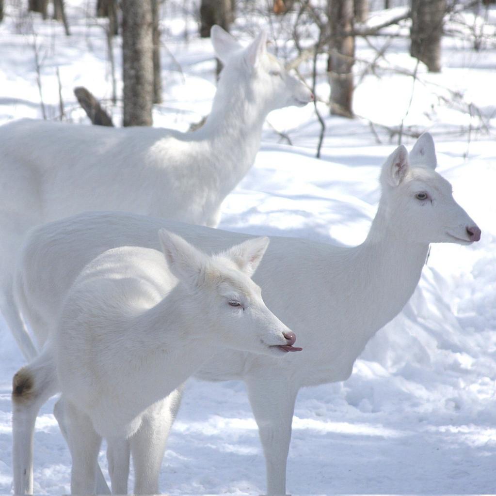 Благородный олень альбинос. Лось альбинос швеция. Детеныш северного оленя. Три белых оленя. Белый олень паб.