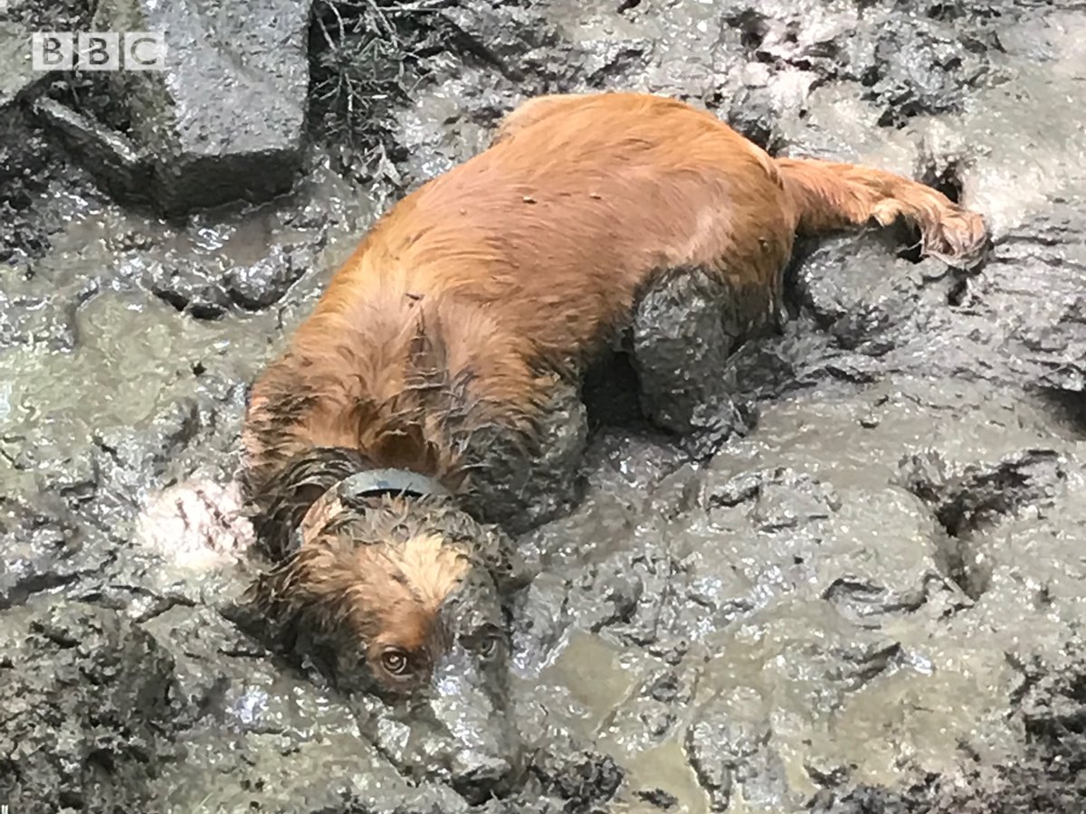 Lydney cocker spaniel Chester is officially the UK’s Muckiest Pup. The 8 month old was snapped by Mum Evette. <a href="/Purrandmutt/">Purr & Mutt</a> awarded him the title for his love of jumping in the biggest puddle he can find! 🐾