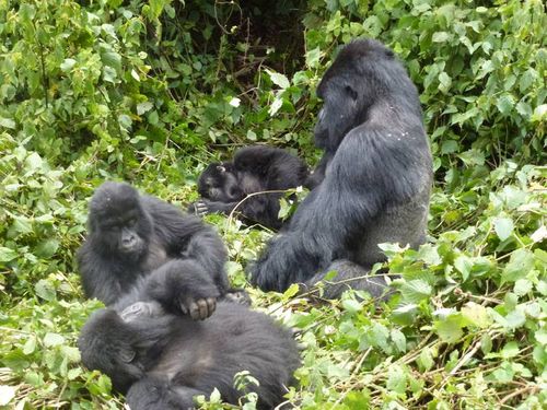 ImmutableApesX's tweet photo. Today I spend time with my friends outside. 

All apes need the outdoors. 

Relax, post memes and get fresh air dear apes.

For you will be needed in 48 hours to commence the ritual of memes.

Blessed be.

#immutableapesx #immutableapes #imx #theapesarecoming https://t.co/P6iUdoRMyW