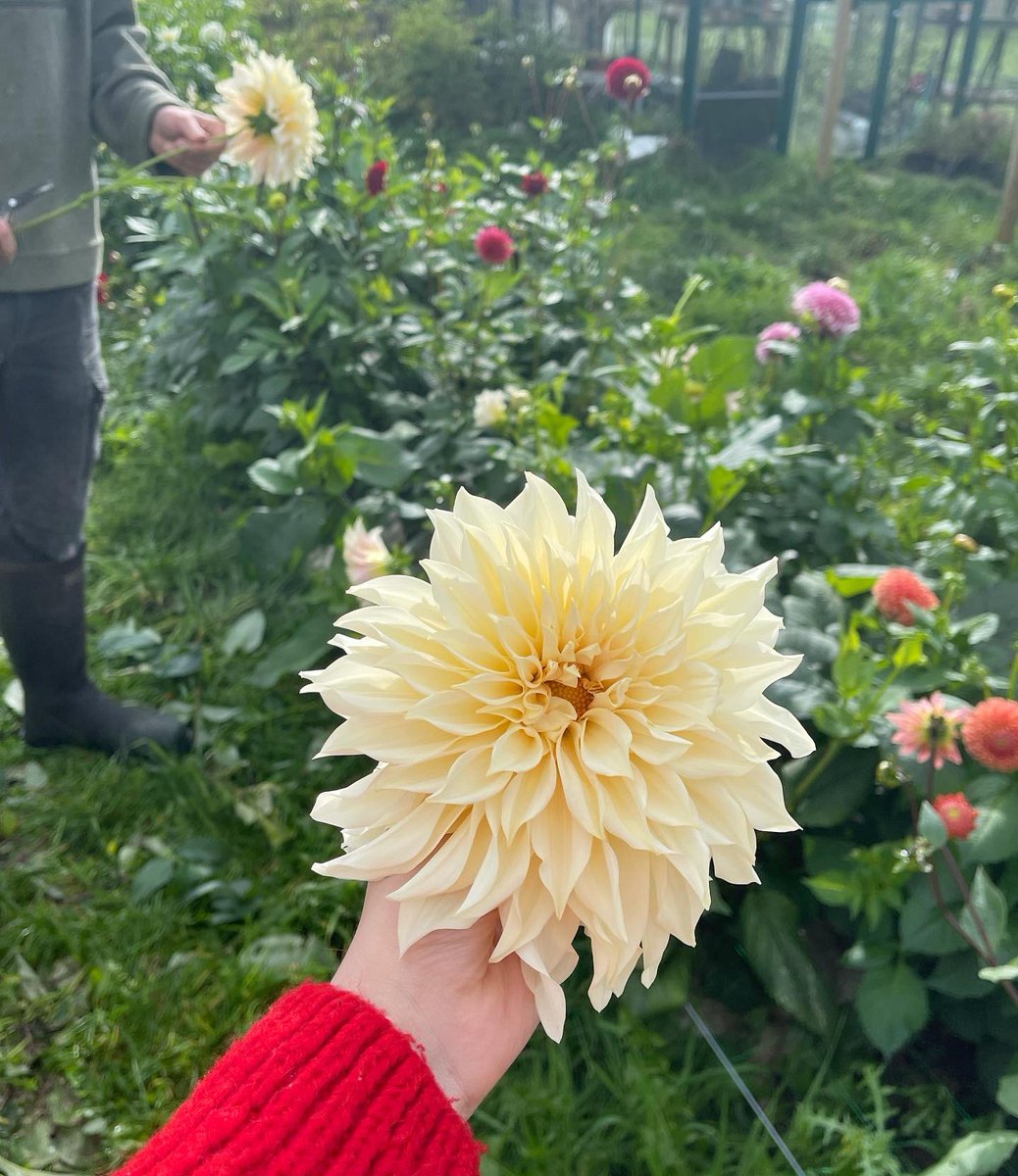 From the farm to the table 😁 #dahliaseason #GardenersWorld #homegrown #locallygrown