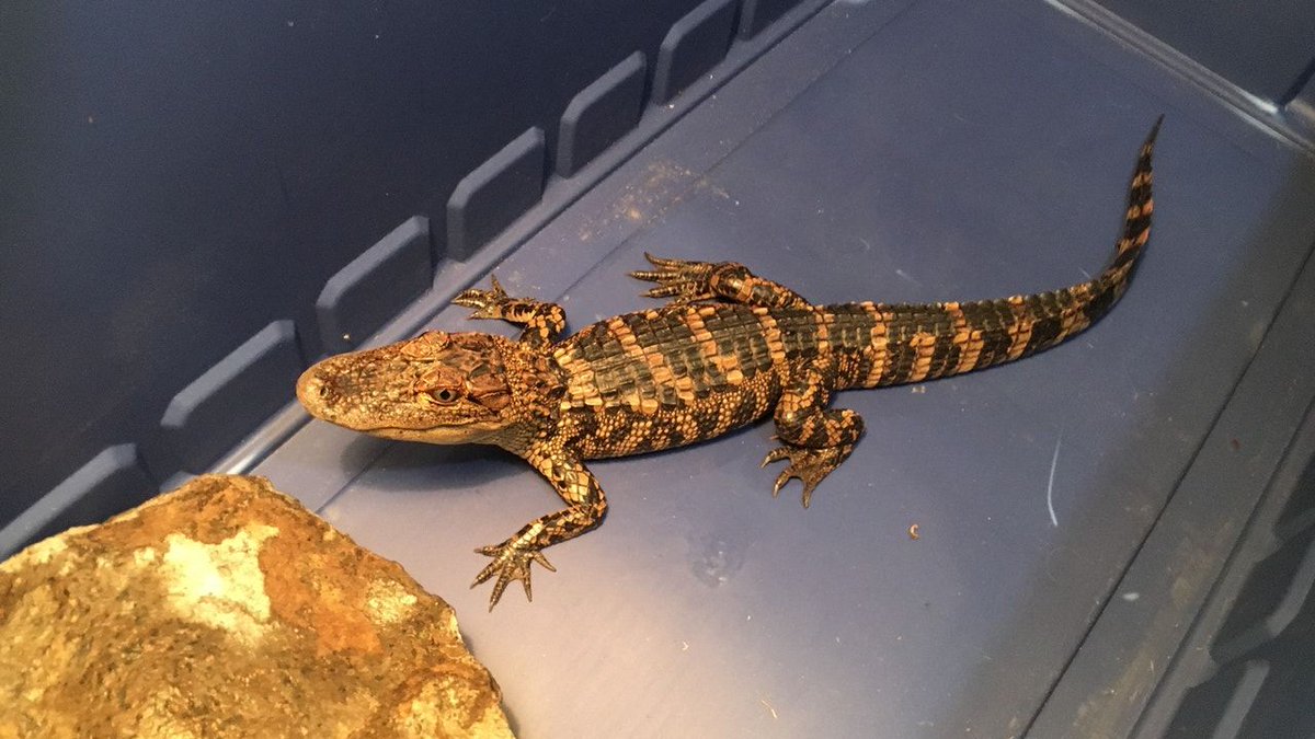 Just taking a stroll! 
"Baby alligator found walking in Riverview street
buff.ly/3zbqwvs"