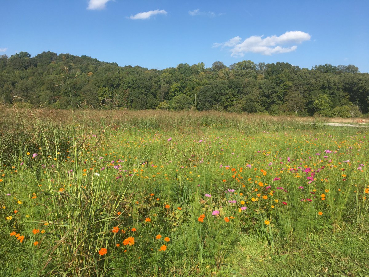 bradd119's tweet photo. What a beautiful day for a hike thru the park @TheParklands #floydsfork https://t.co/FpSKnS8f67
